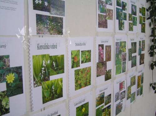  Výstava fotografií rastlín, ktoré rastú v obci Zákopčie 
